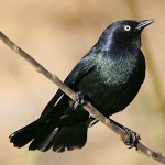 Brewers Blackbird