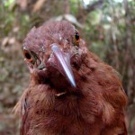 Brigidas Woodcreeper