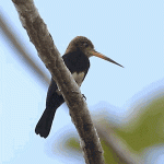 Brown Jacamar