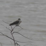 Brown-chested Martin