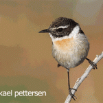Canary Islands Stonechat