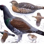 Capercaillie