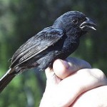 Carrizal Seedeater