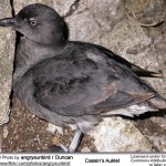Cassins Auklet