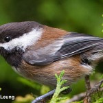 Chestnut-backed Chickadee
