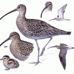 Curlew