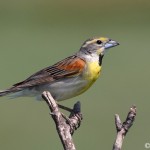 Dickcissel