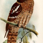Dulit Frogmouth