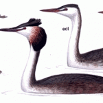 Great Crested Grebe