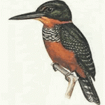 Green-and-rufous Kingfisher