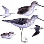 Greenshank