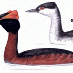 Horned Grebe