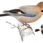 Jay