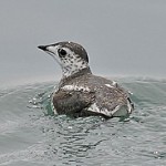 Kittlitzs Murrelet
