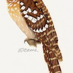 Large Frogmouth