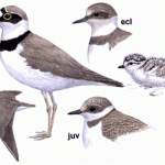 Little Ringed Plover