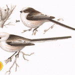 Long-tailed Tit