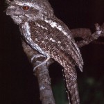 Marbled Frogmouth