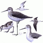 Marsh Sandpiper