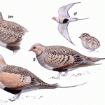 Pallass Sandgrouse