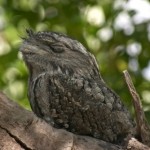 Papuan Frogmouth