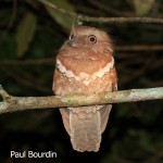 Philippine Frogmouth