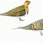 Pin-tailed Sandgrouse