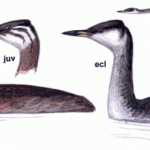Red-necked Grebe