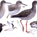 Redshank