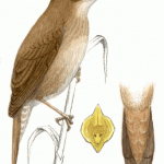 Savis Warbler