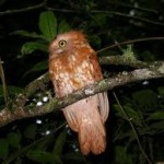 Short-tailed Frogmouth