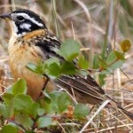 Smiths Longspur