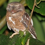 Solomons Frogmouth