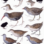 Spotted Crake