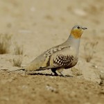 Spotted Sandgrouse