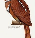 Sunda Frogmouth