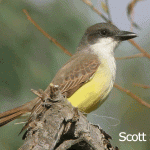 Thick-billed Kingbird