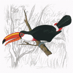 Toco Toucan