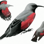 Wallcreeper