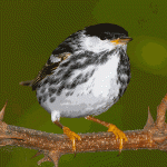 White-faced Whitestart