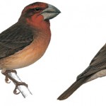 Bonin Grosbeak