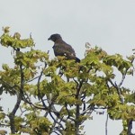 Brown Snake Eagle