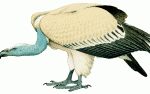 Cape Vulture