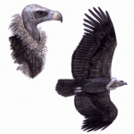 Cinereous Vulture