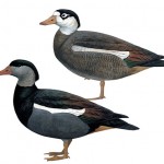 Crested Shelduck