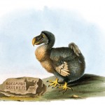 Dodo
