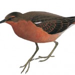 Ellis Sandpiper