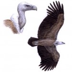 Griffon