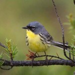 Kirtlands Warbler