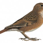 Kittlitzs Thrush